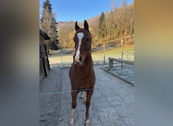 Vollblutaraber, Wallach, 15 Jahre, 153 cm, Fuchs