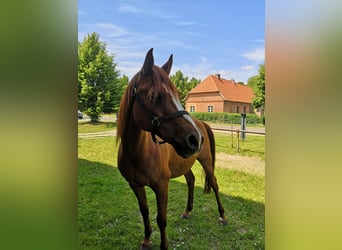 Vollblutaraber, Wallach, 16 Jahre, 153 cm, Fuchs