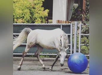 Vollblutaraber, Wallach, 16 Jahre, 153 cm, Schimmel