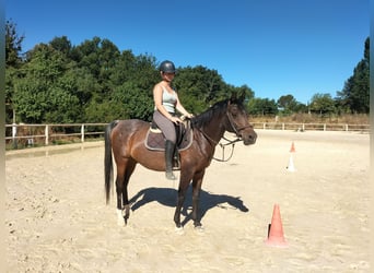 Vollblutaraber, Wallach, 16 Jahre, 157 cm, Schwarzbrauner