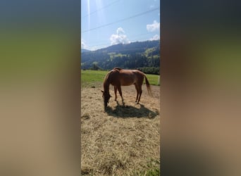 Vollblutaraber, Wallach, 19 Jahre, 155 cm, Fuchs