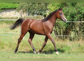 Vollblutaraber, Wallach, 1 Jahr, 154 cm, Brauner