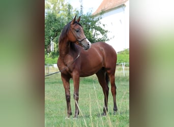 Vollblutaraber, Wallach, 1 Jahr, 154 cm, Brauner