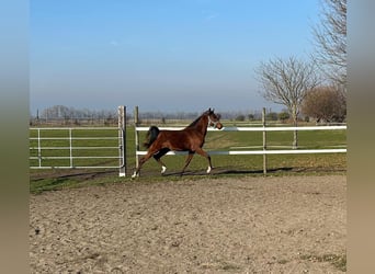 Vollblutaraber, Wallach, 1 Jahr, 155 cm, Brauner