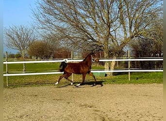 Vollblutaraber, Wallach, 1 Jahr, 155 cm, Brauner