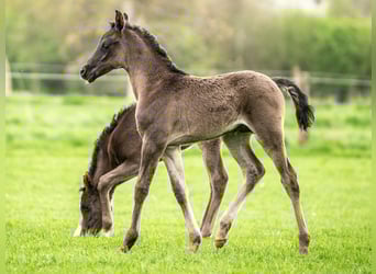 Vollblutaraber, Wallach, 1 Jahr, 155 cm, Rappe