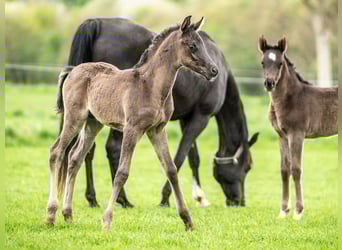 Vollblutaraber, Wallach, 1 Jahr, 155 cm, Rappe