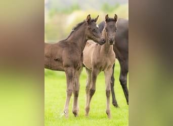 Vollblutaraber, Wallach, 1 Jahr, 155 cm, Rappe