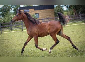 Vollblutaraber, Wallach, 1 Jahr, 158 cm, Dunkelbrauner