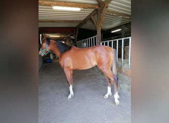 Vollblutaraber, Wallach, 1 Jahr, 160 cm, Brauner