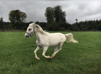Vollblutaraber, Wallach, 22 Jahre, 145 cm, Schimmel