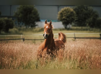 Vollblutaraber, Wallach, 23 Jahre, 156 cm, Fuchs
