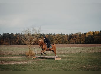 Vollblutaraber, Wallach, 23 Jahre, 156 cm, Fuchs