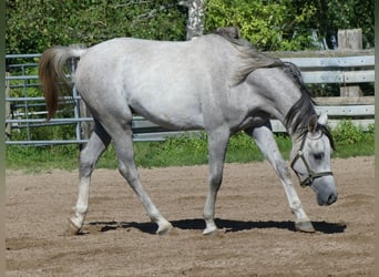 Vollblutaraber, Wallach, 2 Jahre, 150 cm, Schimmel