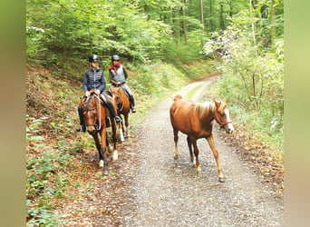 Vollblutaraber, Wallach, 2 Jahre, 152 cm