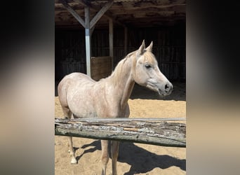 Vollblutaraber, Wallach, 2 Jahre, 152 cm