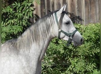 Vollblutaraber, Wallach, 2 Jahre, 152 cm, Schimmel