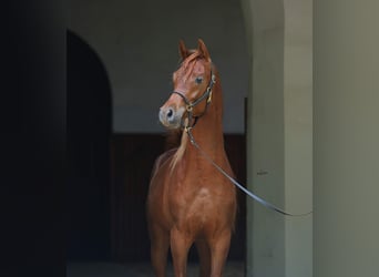 Vollblutaraber, Wallach, 2 Jahre, 153 cm, Dunkelfuchs