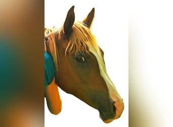 Vollblutaraber, Wallach, 2 Jahre, 153 cm, Fuchs