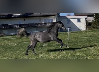 Vollblutaraber, Wallach, 2 Jahre, 154 cm, Schimmel