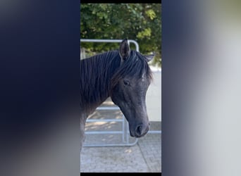 Vollblutaraber, Wallach, 2 Jahre, 154 cm, Schimmel