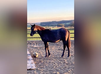 Vollblutaraber, Wallach, 2 Jahre, 154 cm, Schimmel