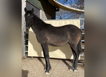 Vollblutaraber, Wallach, 2 Jahre, 154 cm, Schimmel