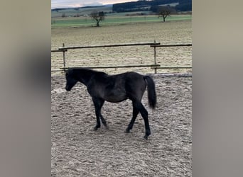 Vollblutaraber, Wallach, 2 Jahre, 154 cm, Schimmel