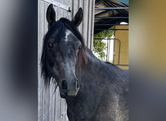 Vollblutaraber, Wallach, 2 Jahre, 154 cm, Schimmel