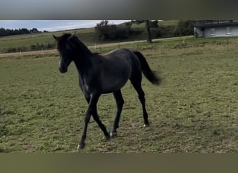 Vollblutaraber, Wallach, 2 Jahre, 154 cm, Schimmel