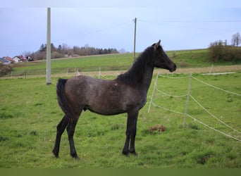 Vollblutaraber, Wallach, 2 Jahre, 154 cm, Schimmel