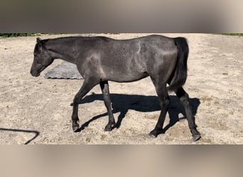 Vollblutaraber, Wallach, 2 Jahre, 154 cm, Schimmel