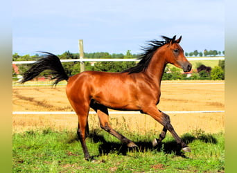 Vollblutaraber, Wallach, 2 Jahre, 155 cm, Brauner