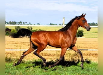 Vollblutaraber, Wallach, 2 Jahre, 155 cm, Brauner