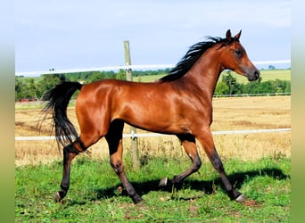 Vollblutaraber, Wallach, 2 Jahre, 155 cm, Brauner