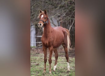 Vollblutaraber, Wallach, 2 Jahre, 155 cm, Fuchs
