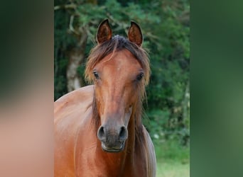 Vollblutaraber, Wallach, 2 Jahre, 155 cm, Rotbrauner