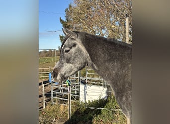 Vollblutaraber, Wallach, 2 Jahre, 155 cm, Schimmel