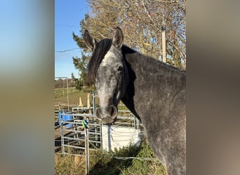 Vollblutaraber, Wallach, 2 Jahre, 155 cm, Schimmel