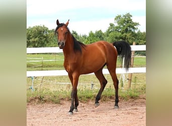 Vollblutaraber, Wallach, 2 Jahre, 157 cm, Brauner