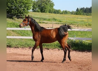 Vollblutaraber, Wallach, 2 Jahre, 157 cm, Brauner