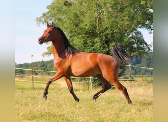 Vollblutaraber, Wallach, 2 Jahre, 157 cm, Brauner