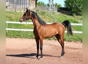 Vollblutaraber, Wallach, 2 Jahre, 157 cm, Brauner