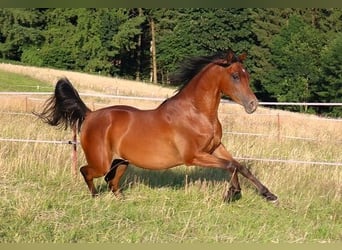 Vollblutaraber, Wallach, 2 Jahre, 157 cm, Brauner