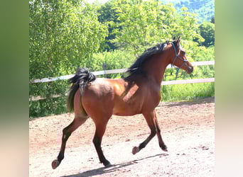 Vollblutaraber, Wallach, 2 Jahre, 157 cm, Brauner