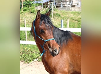 Vollblutaraber, Wallach, 2 Jahre, 157 cm, Brauner