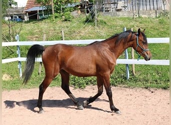 Vollblutaraber, Wallach, 2 Jahre, 157 cm, Brauner