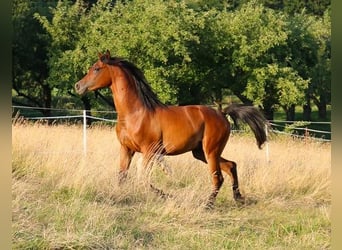 Vollblutaraber, Wallach, 2 Jahre, 157 cm, Brauner