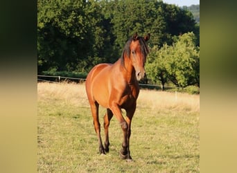 Vollblutaraber, Wallach, 2 Jahre, 157 cm, Brauner