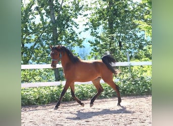 Vollblutaraber, Wallach, 2 Jahre, 157 cm, Brauner